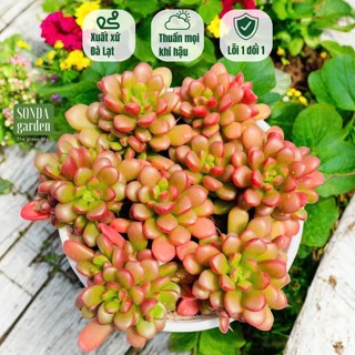  Sen đá sedum cam SONDA GARDEN size trung bình 10-12cm cây cảnh trang trí nhà cửa lỗi 1 đổi 1 