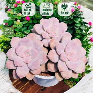  Sen đá dĩa hồng SONDA GARDEN size trung bình 10-12cm cây cảnh trang trí nhà cửa lỗi 1 đổi 1 