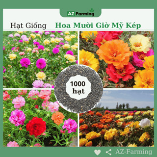 Hạt Giống Hoa Mười Giờ Mỹ Cánh Kép Nhiều Màu - 1000 Hạt - AZ Farming