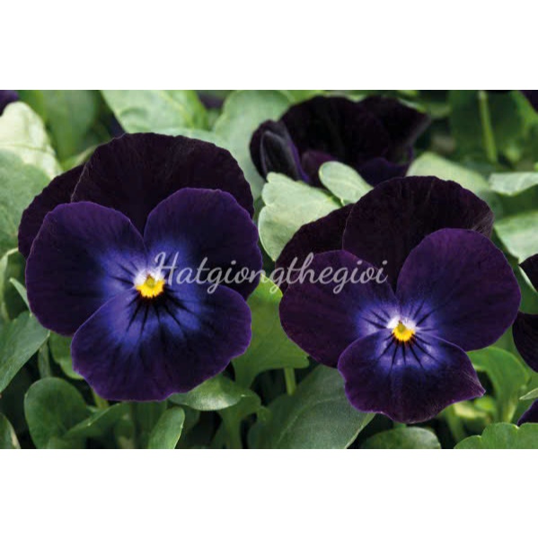 100H Hạt Giống Hoa Viola ADMIRE Deep Purple Face (KD| -KD: C16)