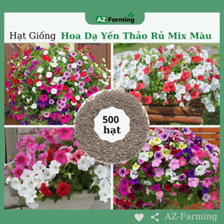 Hạt Giống Hoa Dạ Yến Thảo Rủ - Gói 500 Hạt - AZ Farming