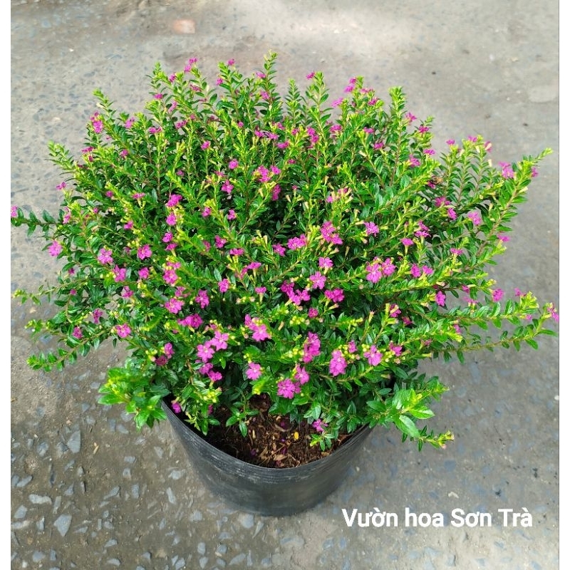 (VHST giao trong ngày) CÂY HOA CẨM TÚ MAI Thái.
