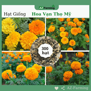 Hạt Giống Hoa Vạn Thọ Mỹ - Gói 300 Hạt - AZ Farming