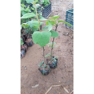 CÂY GIỐNG KIWI leo giàn hàng nhập khẩu
