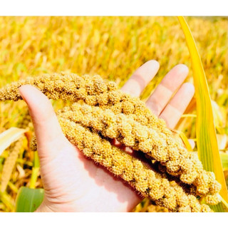 1kg Hạt kê nếp vàng Nghệ An (đã tách vỏ) thơm ngon
