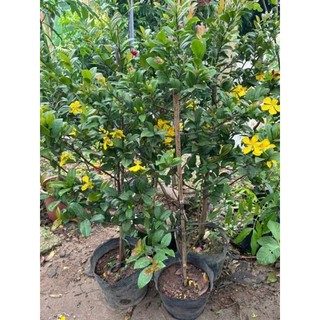Cây 🌲 Mai Tứ Quý 1m4 đang hoa