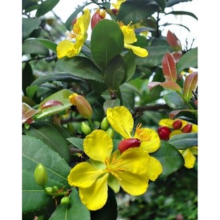 Cây 🌲 Mai Tứ Quý 1m4 đang hoa
