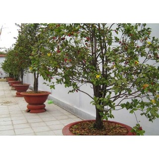 Cây 🌲 Mai Tứ Quý 1m4 đang hoa