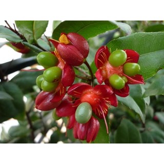 Cây 🌲 Mai Tứ Quý 1m4 đang hoa