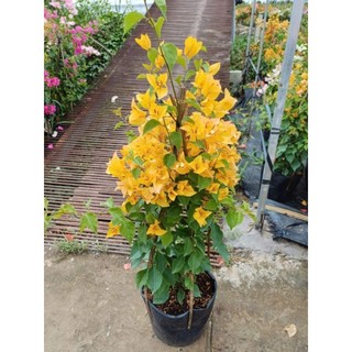 Cây 🌲 Hoa Giấy Leo giàn siêu hoa