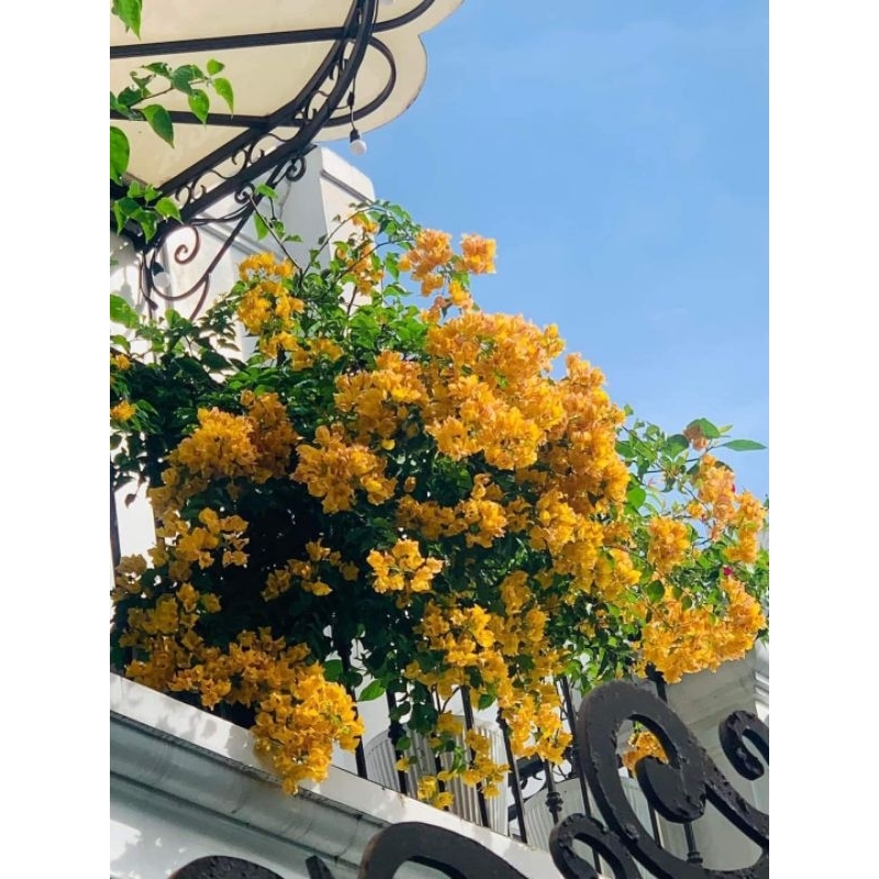 Cây 🌲 Hoa Giấy Leo giàn siêu hoa