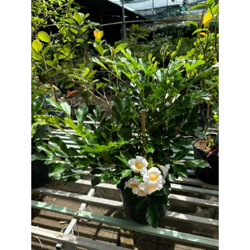 Cây 🌲 Nguyệt  Quế  Thái ... Thân gỗ đang hoa