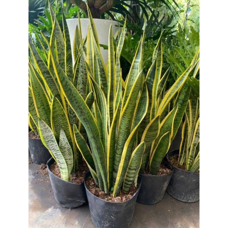 Cây 🌲 Lưỡi hổ chậu lớn