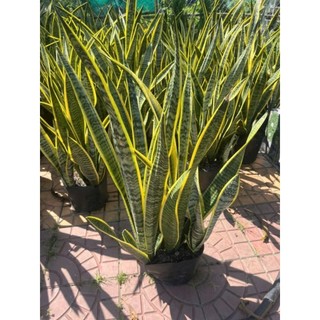 Cây 🌲 Lưỡi hổ chậu lớn