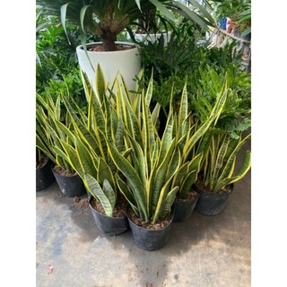 Cây 🌲 Lưỡi hổ chậu lớn