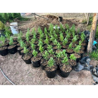 Cây giống hoàng đàn tuyết lạng sơn kích thước 15-18cm