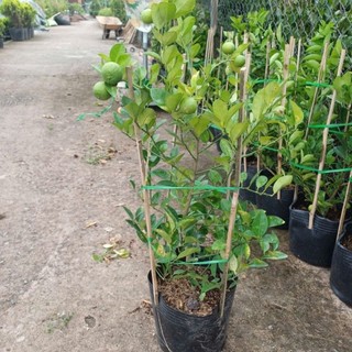Cây 🌲 Chanh tứ quý...( có trái 4 mùa) đang trái