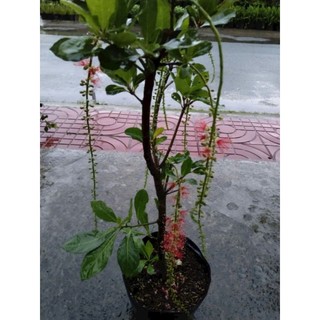 Cây 🌲 Lộc vừng siêu đẹp.... đang hoa