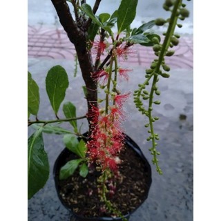 Cây 🌲 Lộc vừng siêu đẹp.... đang hoa