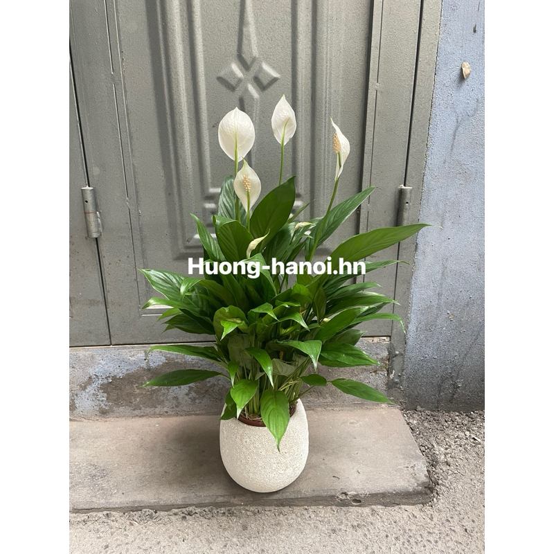 Cây lan ý trồng chậu sứ