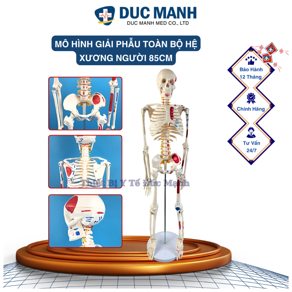 Mô hình xương người 85cm, mô hình bộ xương người 85cm, mô hình bộ xương