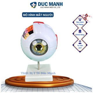 Mô hình giải phẫu mắt, mô hình mắt người, mô hình mắt trưng bày kết hợp giảng dạy