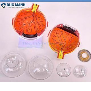 Mô hình giải phẫu mắt, mô hình mắt người, mô hình mắt trưng bày kết hợp giảng dạy