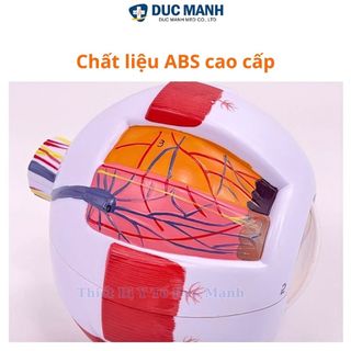 Mô hình giải phẫu mắt, mô hình mắt người, mô hình mắt trưng bày kết hợp giảng dạy