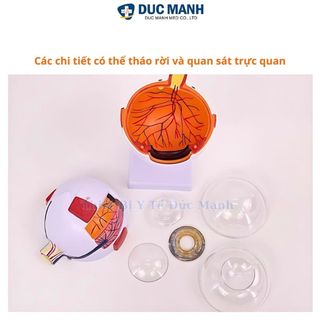 Mô hình giải phẫu mắt, mô hình mắt người, mô hình mắt trưng bày kết hợp giảng dạy