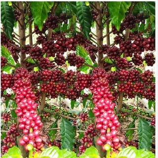 Cafe Kường Thịnh số 3 (gói 500g)