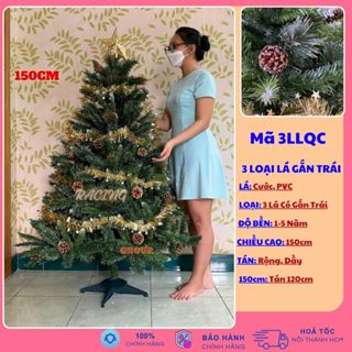 Cây Thông Noel 3 Loại Lá Gắn Trái Thông Cao 1m5 Tặng 1 Ngôi Sao Và 3 Dây Kim Tuyến Trang Trí Giáng Sinh Cho Công Ty