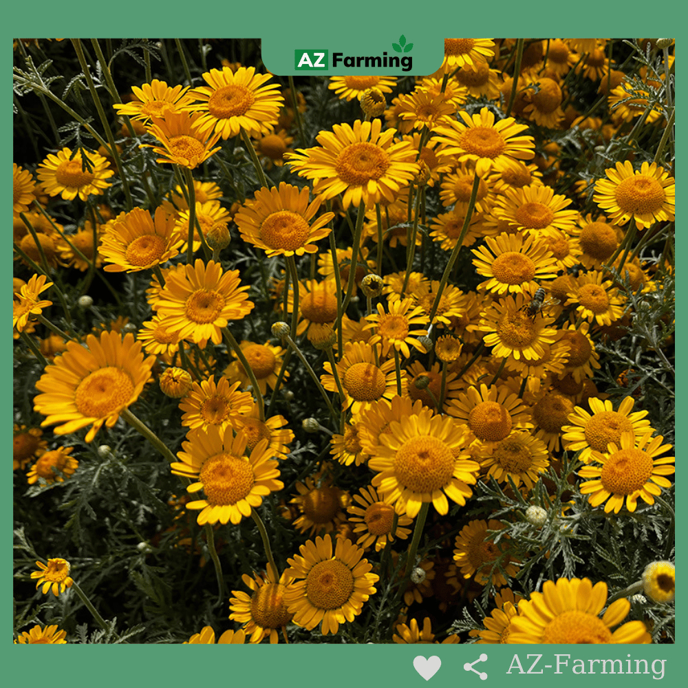 Hạt Giống Hoa Cúc Tana - Gói 500 Hạt - AZ Farming