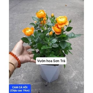 (VHST giao trong ngày) CÂY HOA HỒNG TỶ MUỘI HÀ LAN, thơm nhẹ, siêu hoa.