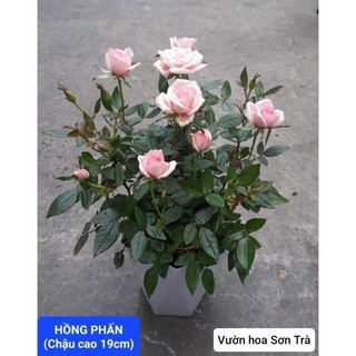 (VHST giao trong ngày) CÂY HOA HỒNG TỶ MUỘI HÀ LAN, thơm nhẹ, siêu hoa.