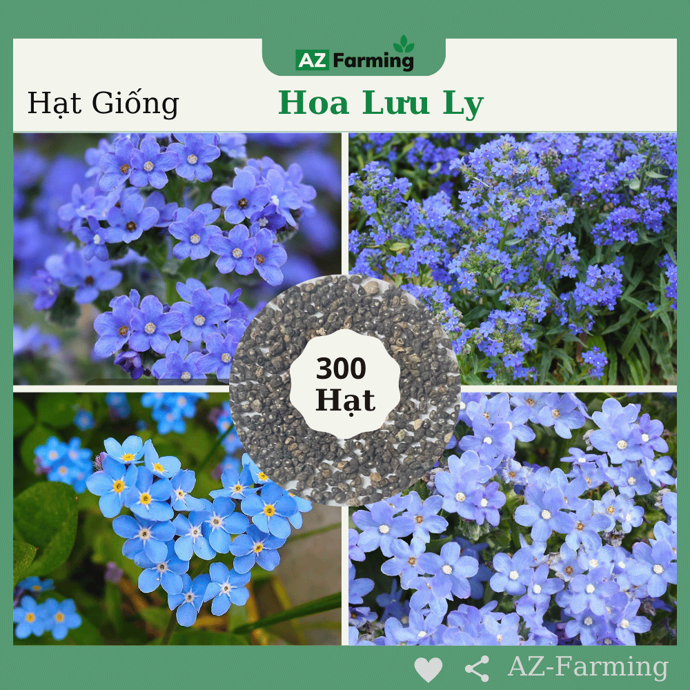 Hạt Giống Hoa Lưu Ly - Gói 300 Hạt - AZ Farming