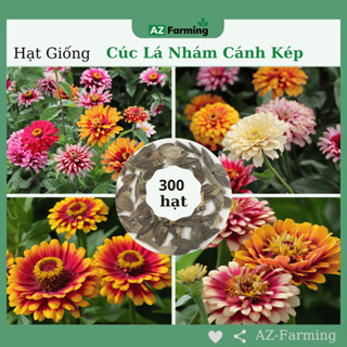 Hạt Giống Hoa Cúc Lá Nhám Cánh Kép - Gói 300 Hạt - AZ Farming
