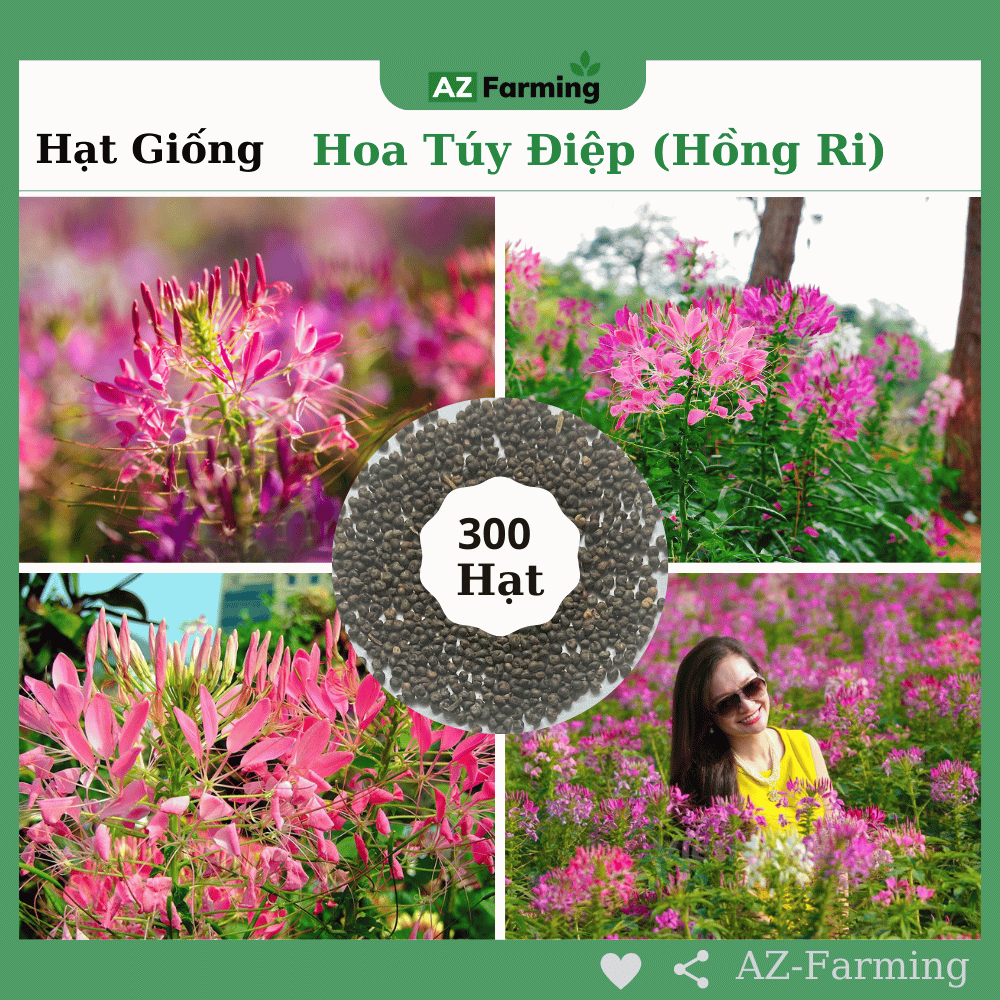 Hạt Giống Hoa Túy Điệp (Hoa Hồng Ri) - Gói 300 Hạt - AZ Farming