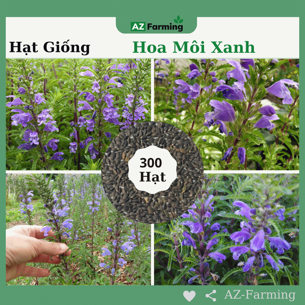 Hạt Giống Hoa Môi Xanh - Gói 300 Hạt - AZ Farming