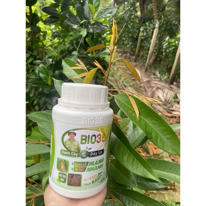 Bio 36 hủ 500g Xanh Cây Dày Lá Kích rễ Siêu Mạnh