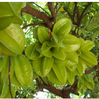CÂY GIỐNG KHẾ CHUA