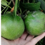 CÂY GIỐNG HỒNG ĐEN SÔCÔLA HẠT