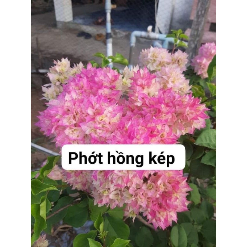 Cây giống hoa giấy suka phớt hồng cánh kép