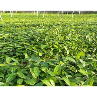 CÂY QUẾ GIỐNG -CÂY CAO 50-70CM( bầu nhiều rễ bao sống 100%)