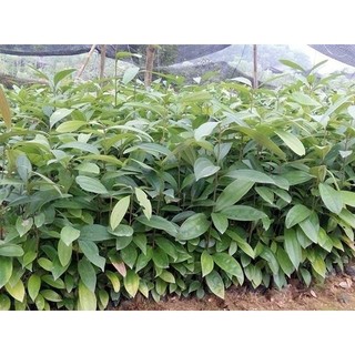 CÂY QUẾ GIỐNG -CÂY CAO 50-70CM( bầu nhiều rễ bao sống 100%)