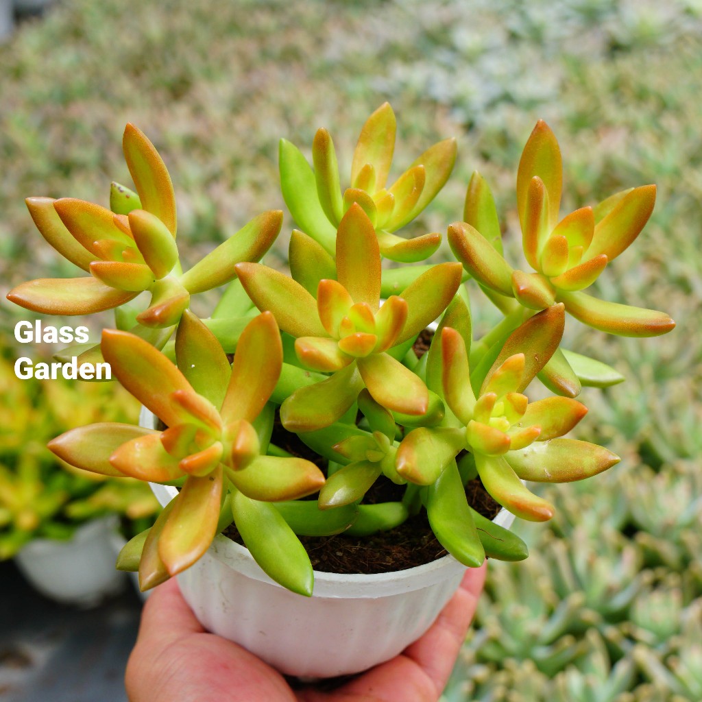 Sen đá Đá Cam chậu treo 10cm Glass Garden