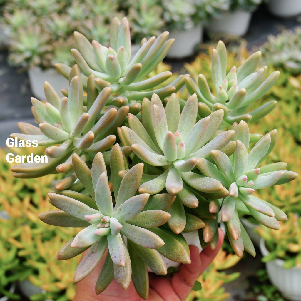 Sen đá Pha lê cành chậu treo 10cm Glass Garden