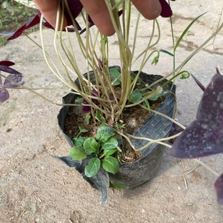 Cây hoa BƯỚM ĐÊM bầu đất cây khỏe hoa nở màu tím bắt mắt