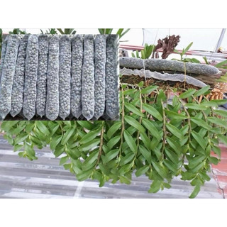 [MUA 10 TẶNG 1] Set 10 Phân Dê Đóng Túi 20cm Đã Qua Xử Lí