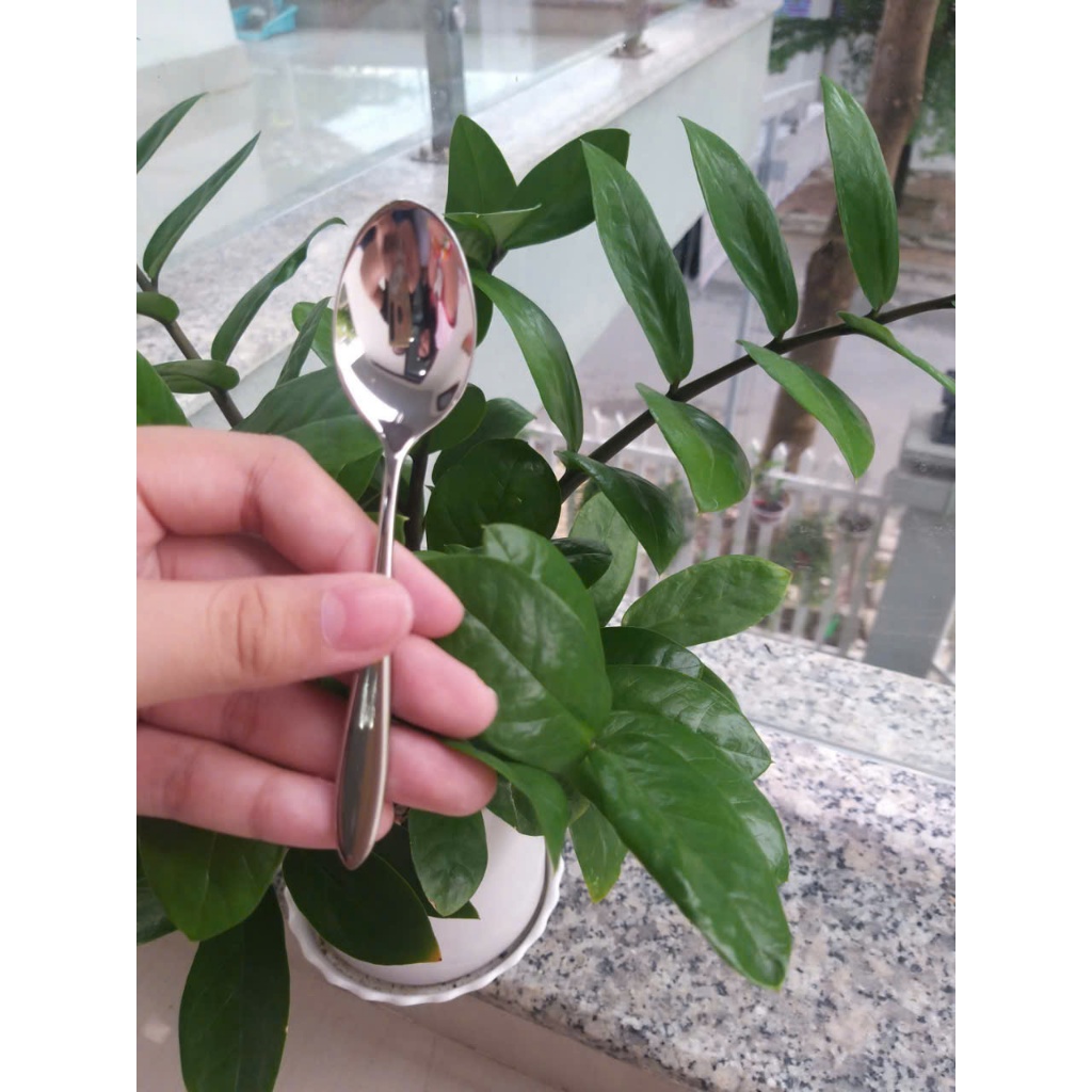 NEW-MUỖNG CAFE NHỎ XINH (Set 5 cái/140k-lẻ 25k/cái)