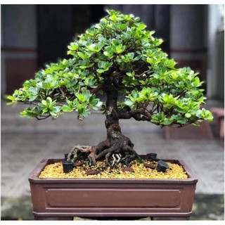 Set 50c Rọ Đựng Phân Tan Chậm